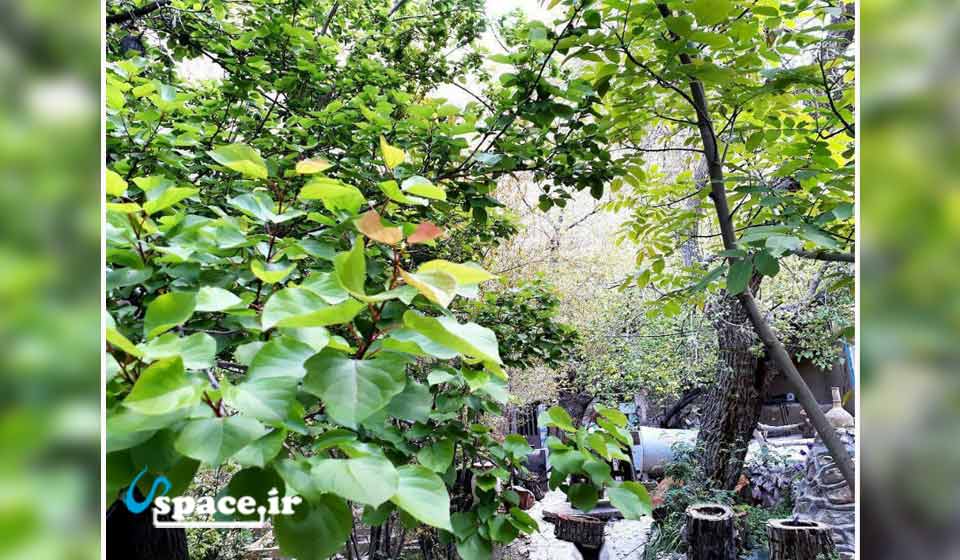 نمایی از درختان باغ اقامتگاه بوم گردی سید - بافق - روستای شادکام
